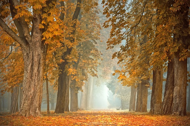 peaceful Canadian autumn forest path with fallen golden leaves